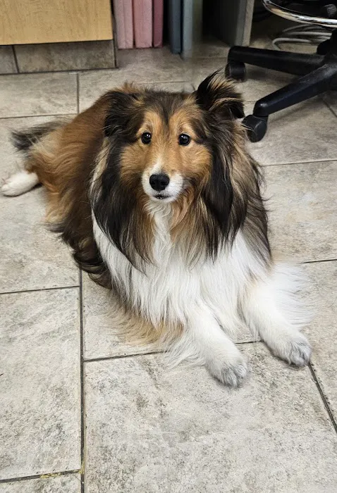 VCA Santa Margarita Animal Hospital Picture 7