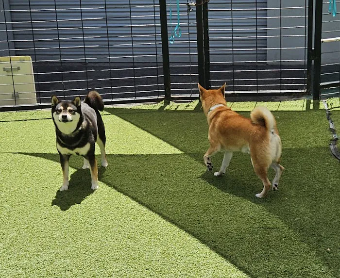 Banderas Pet Hospital & Boarding Picture 2
