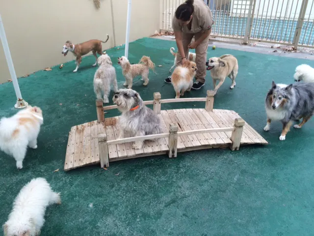 Banderas Pet Hospital & Boarding Picture 7
