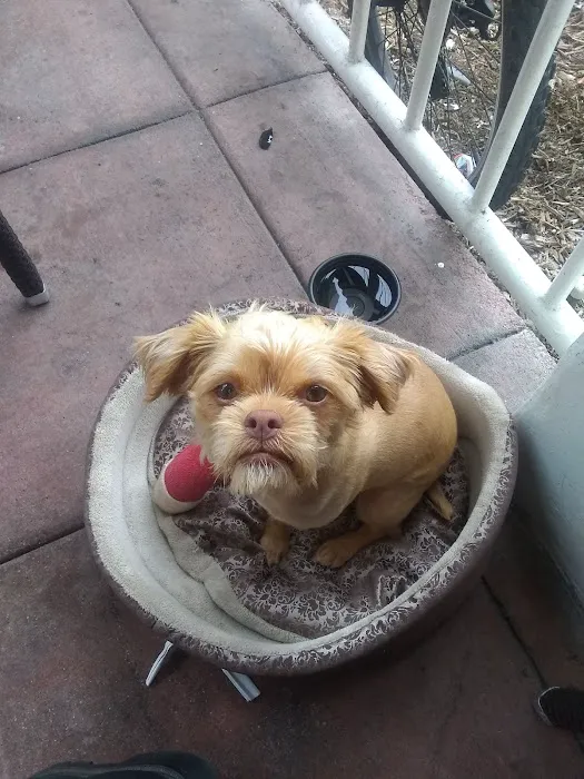 Pico Veterinary Clinic San Clemente Picture 4