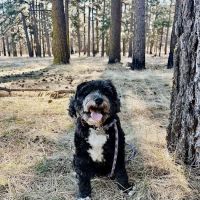 Talega Animal Hospital ico