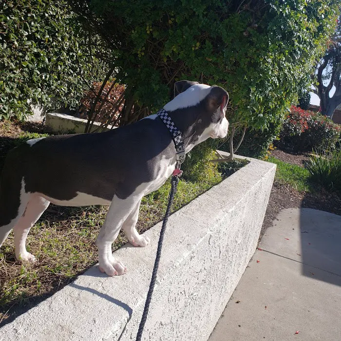Talega Animal Hospital Picture 6