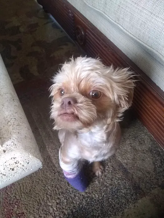 Talega Animal Hospital Picture 4