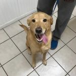 College Hills Veterinary Hospital