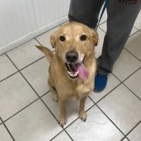 College Hills Veterinary Hospital ico