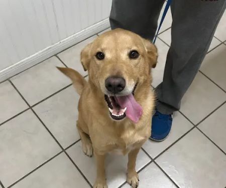 College Hills Veterinary Hospital