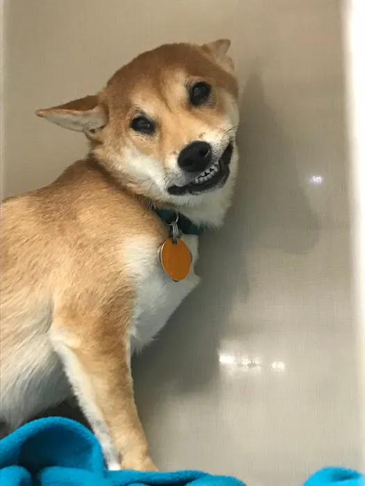 College Hills Veterinary Hospital Picture 7