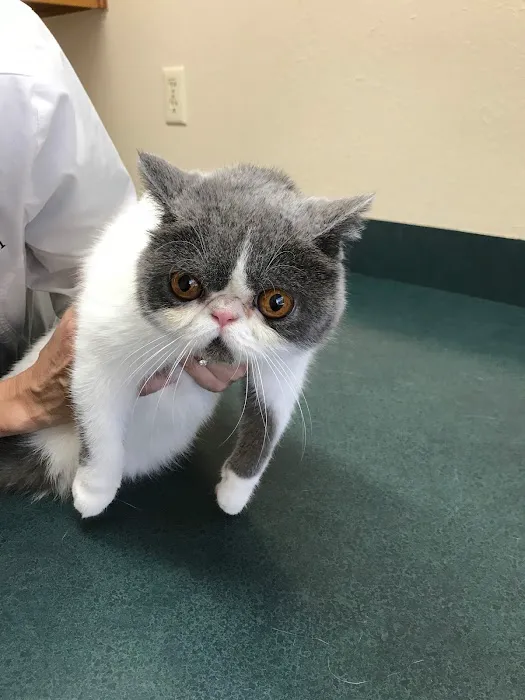 College Hills Veterinary Hospital Picture 10