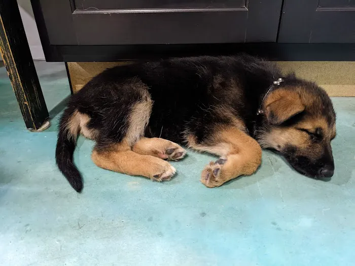 Banfield Pet Hospital Picture 9