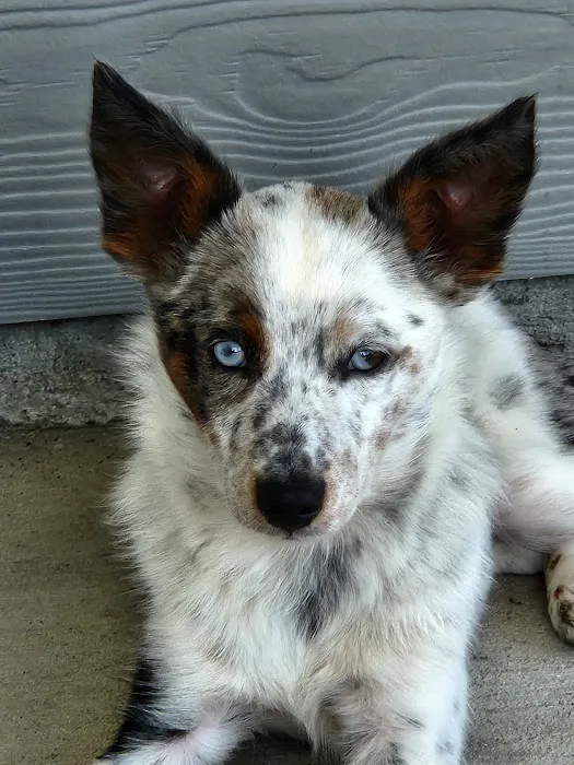 Boonville Animal Hospital Picture 4