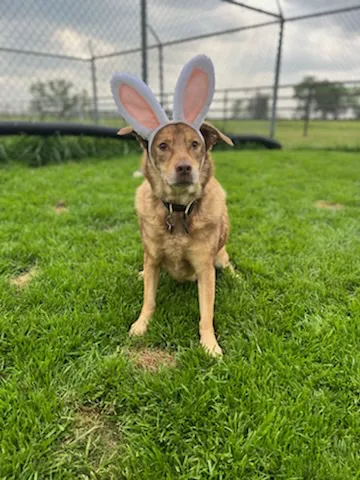 Boonville Animal Hospital Picture 1