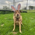 Boonville Animal Hospital