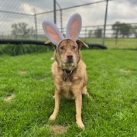 Boonville Animal Hospital ico