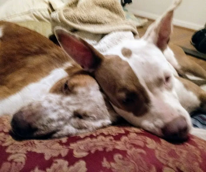 Boonville Animal Hospital Picture 5