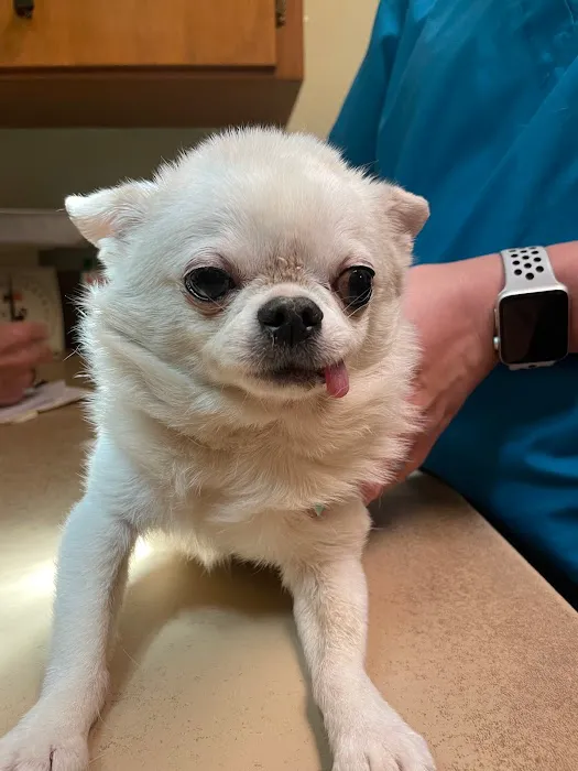 El Cerrito Animal Clinic Picture 1