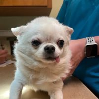 El Cerrito Animal Clinic ico