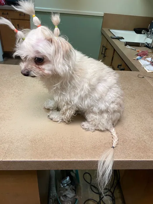 El Cerrito Animal Clinic Picture 2