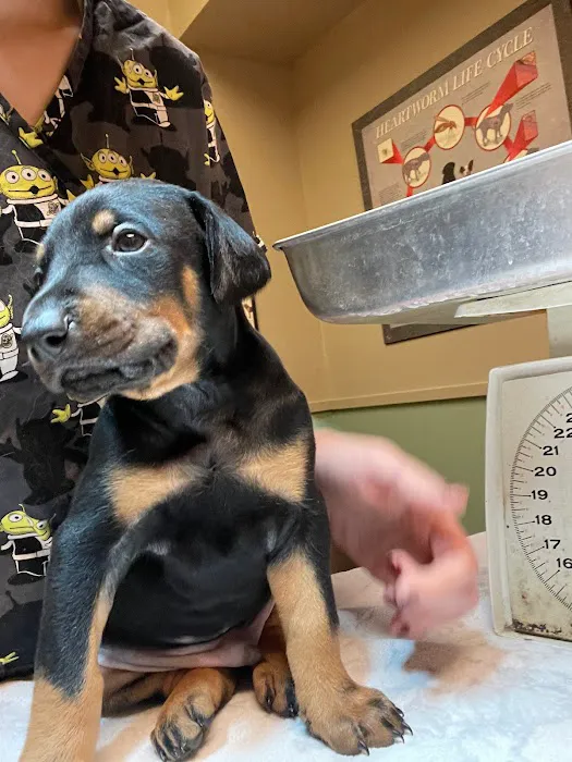 El Cerrito Animal Clinic Picture 7