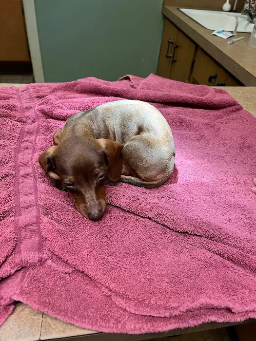 El Cerrito Animal Clinic Picture 8