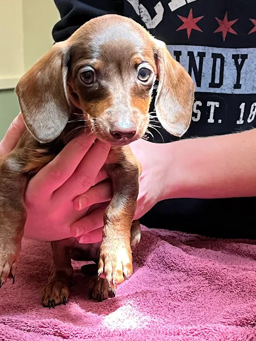 El Cerrito Animal Clinic Picture 10