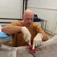 Equine Spine and Joint Care ico