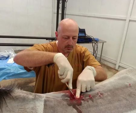 Equine Spine and Joint Care