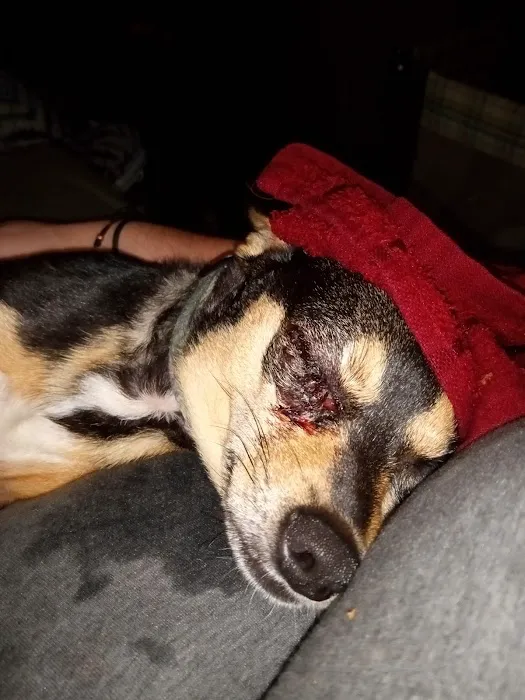 Easterling Veterinary Services Picture 2