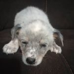 Easterling Veterinary Services