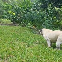 Animal Medical Services ico