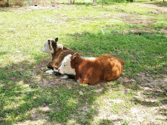 Animal Medical Services Picture 9