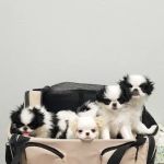 Kurten Veterinary Services