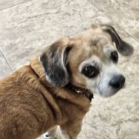 Walker County Veterinary Center ico