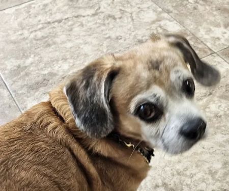 Walker County Veterinary Center