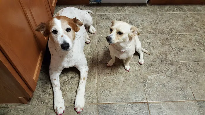 Walker County Veterinary Center Picture 2
