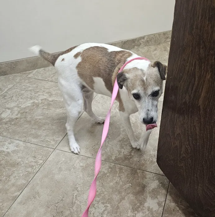 Walker County Veterinary Center Picture 4