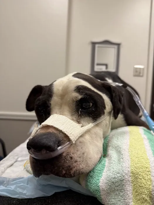 Texas A & M University Veterinary: Carroll Gwendolyn DVM Picture 1