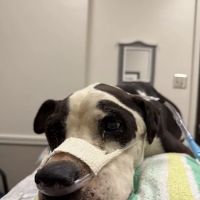 Texas A & M University Veterinary: Carroll Gwendolyn DVM ico