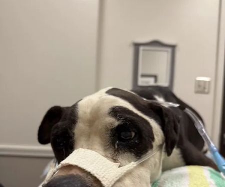 Texas A & M University Veterinary: Carroll Gwendolyn DVM