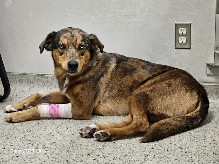 Veterinary Small Animal Hospital (VSAH) Picture 6