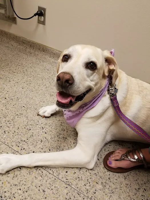 Veterinary Small Animal Hospital (VSAH) Picture 10