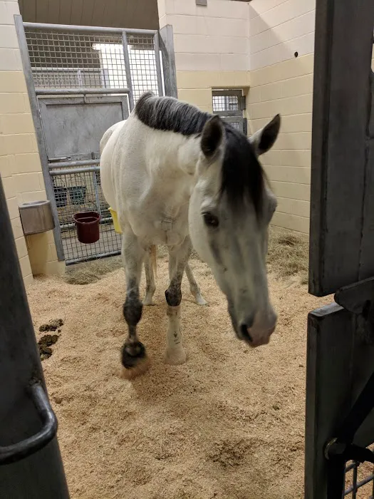 Texas A&M University Veterinary Picture 4