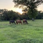 F9 Equine Clinic, PLLC