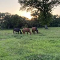 F9 Equine Clinic, PLLC ico