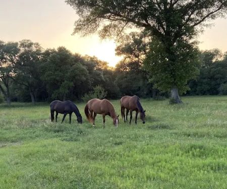F9 Equine Clinic, PLLC