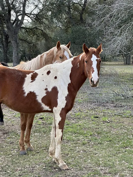 F9 Equine Clinic, PLLC Picture 4