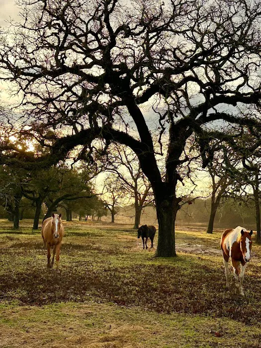 F9 Equine Clinic, PLLC Picture 2