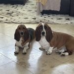 East Bernard Animal Hospital