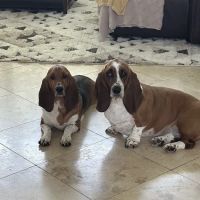 East Bernard Animal Hospital ico