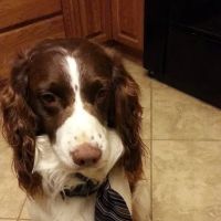 Acton Veterinary Clinic ico