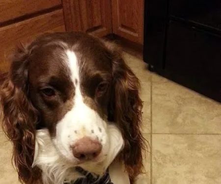 Acton Veterinary Clinic